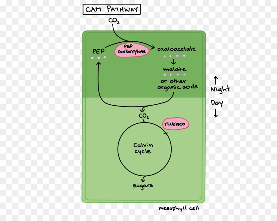 Diagrama Do Caminho Cam，Fotossíntese PNG