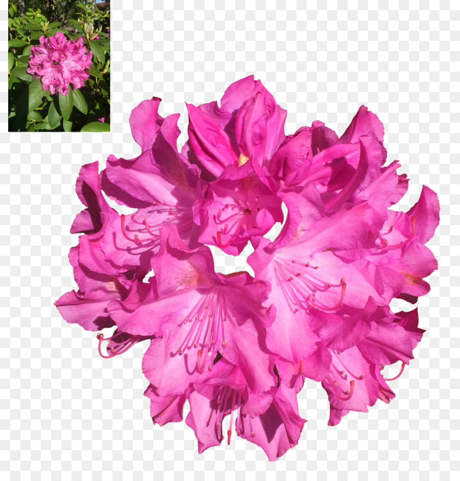 Azalea，Rododendro PNG