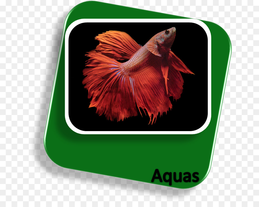 O Betta，Koi PNG