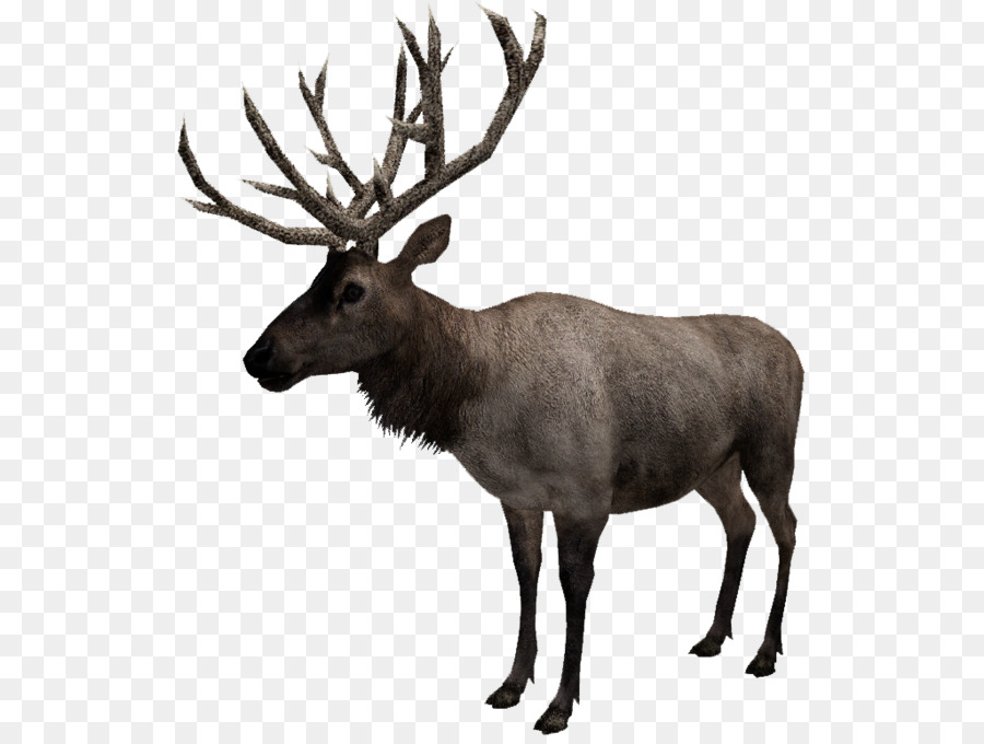 Rena，Elk PNG
