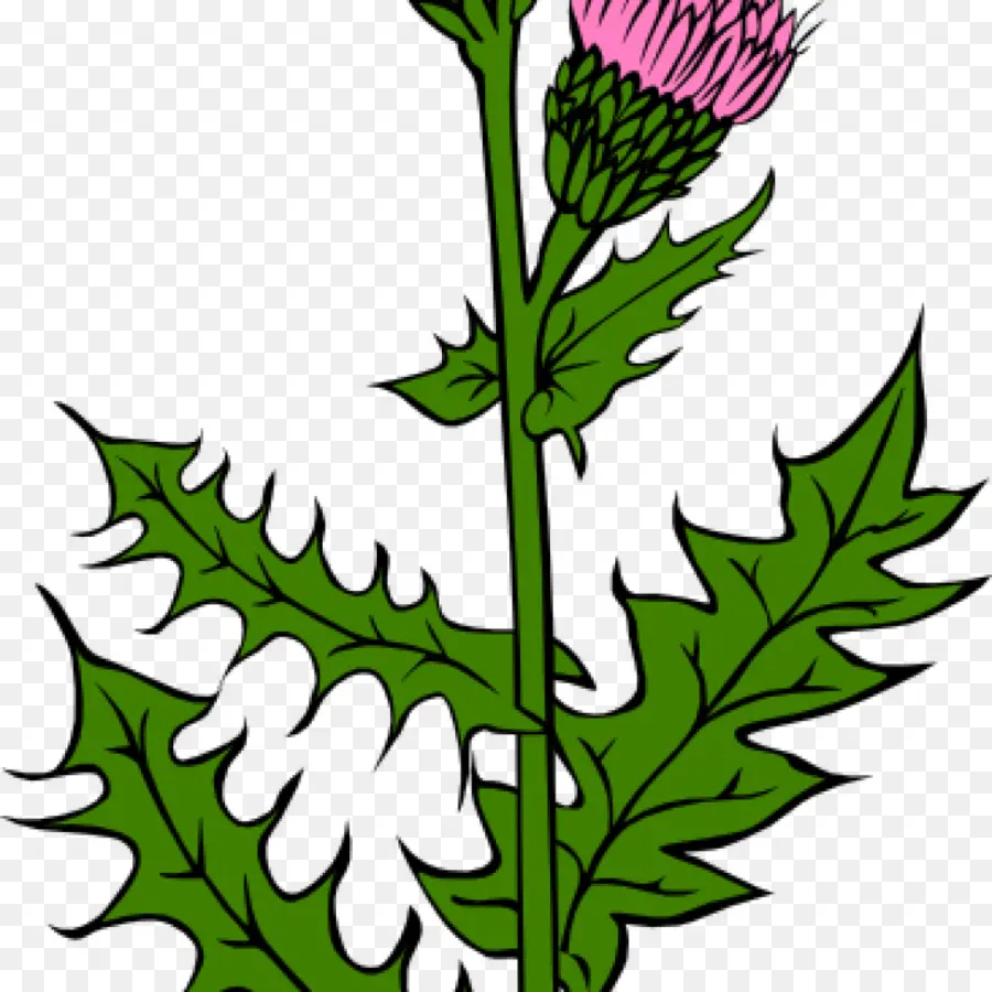 A Escócia，Thistle PNG