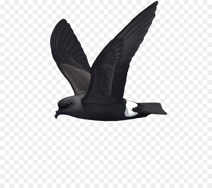 Petrel De Tempestade De Bandrumpade，Aves PNG