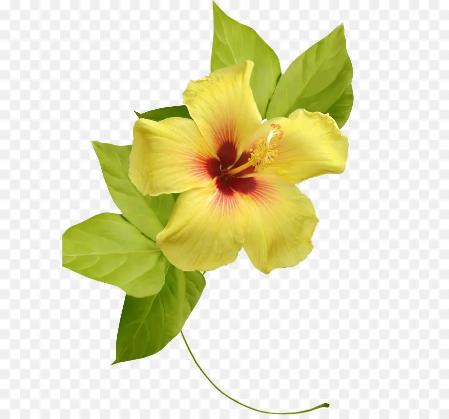 Flor De Hibisco，Amarelo PNG