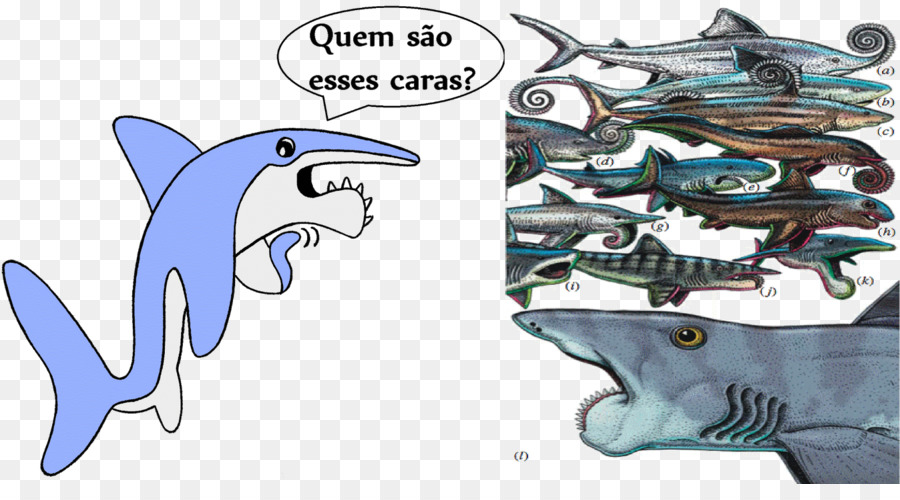 Desenho De Tubarão，Peixe PNG