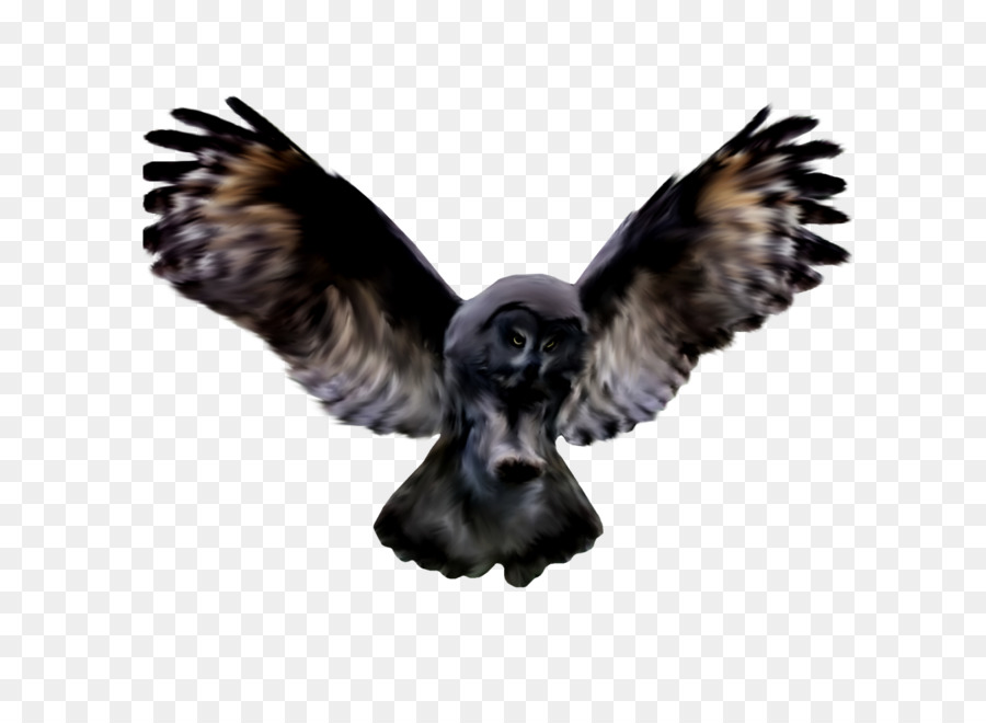 Bico，Aves PNG