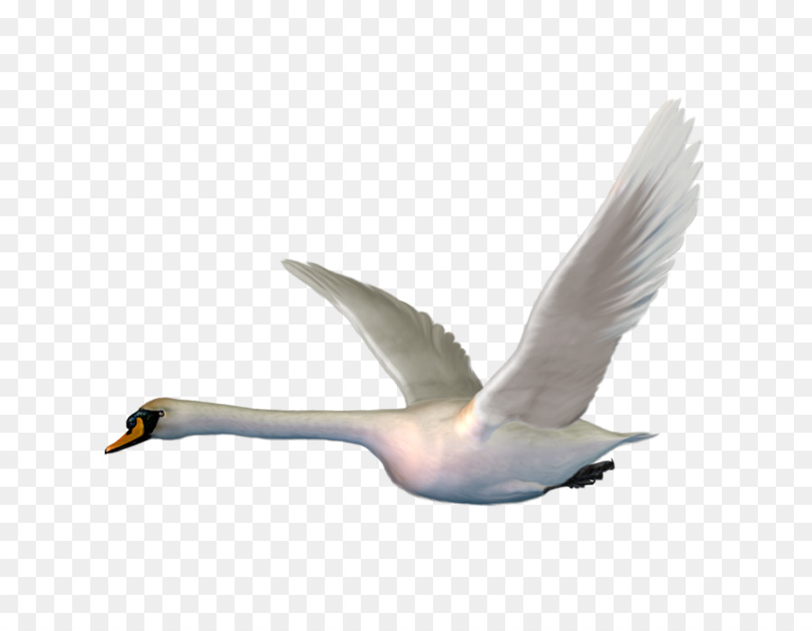 Cisne，Aves Aquáticas PNG