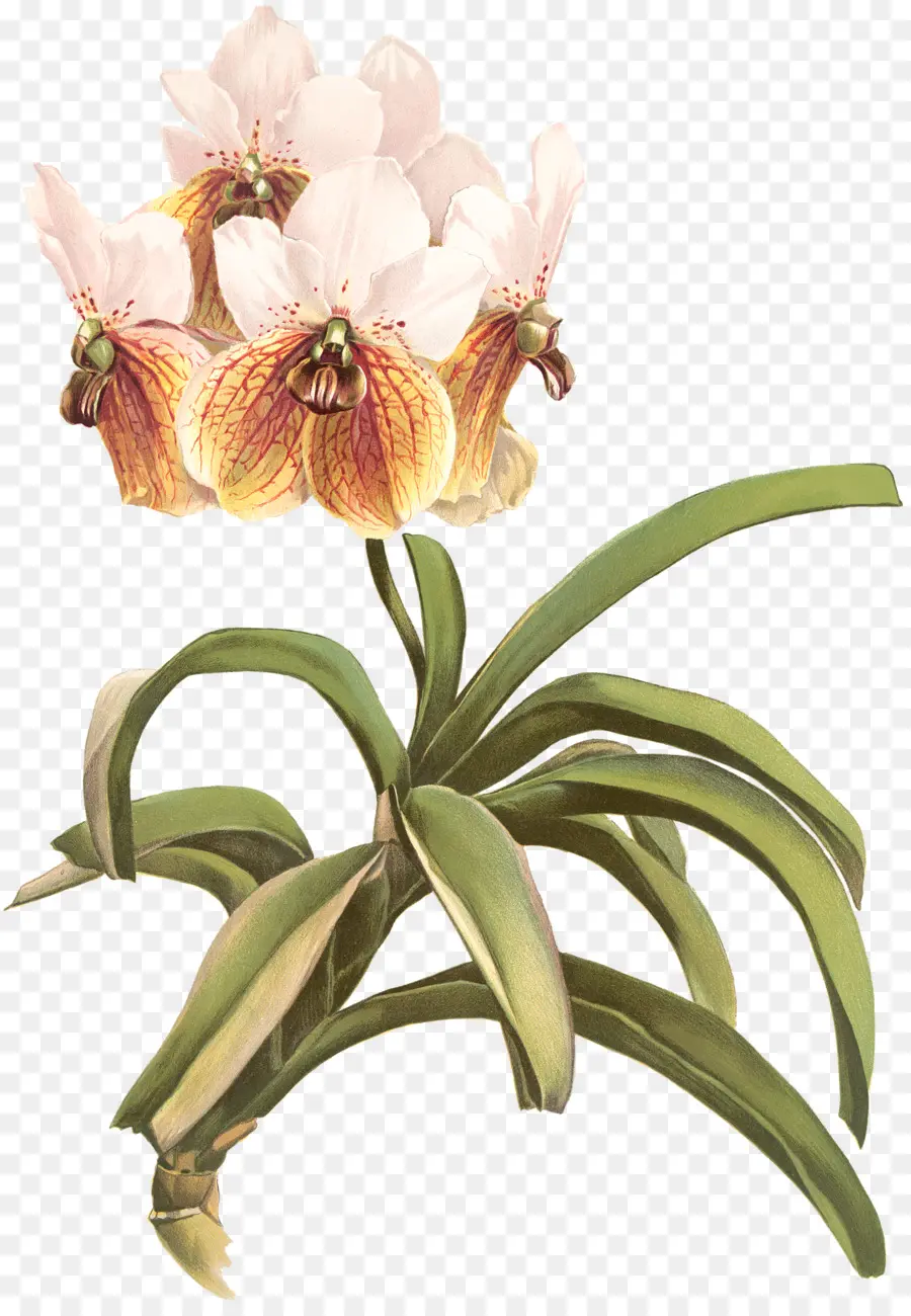 Reichenbachia Orquídeas Ilustrado E Descrito，Walingwaling PNG