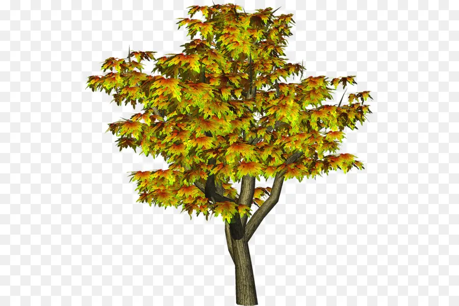 árvore，Outono PNG