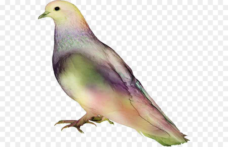 Aves，Pena PNG