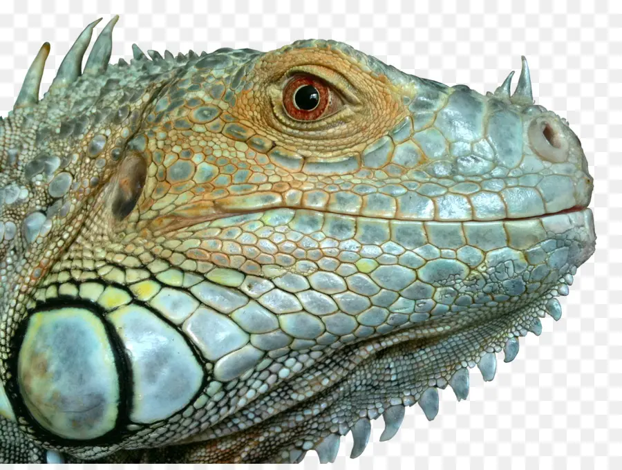 Lagarto，Réptil PNG