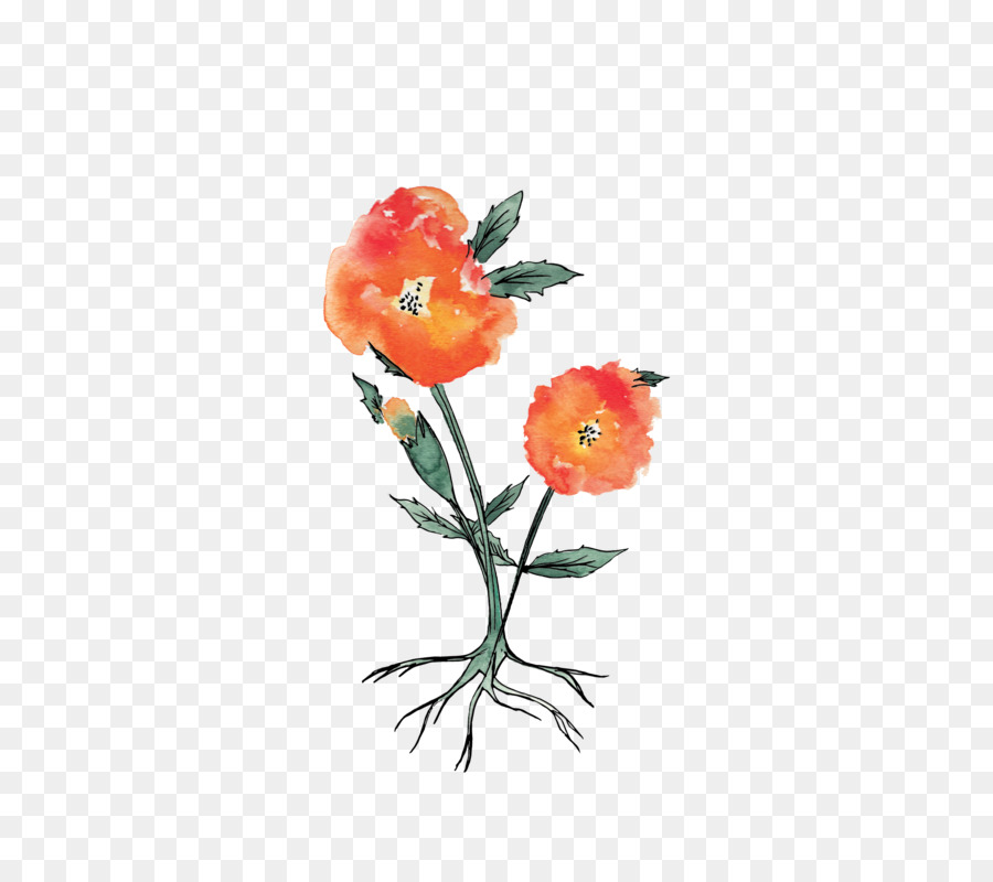 Botânica，Marigold PNG