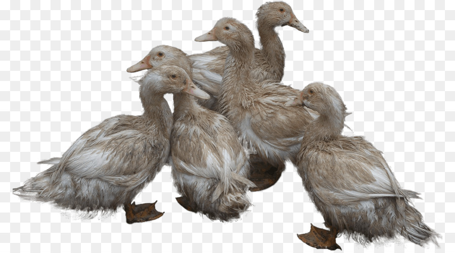 Patos，Penas PNG