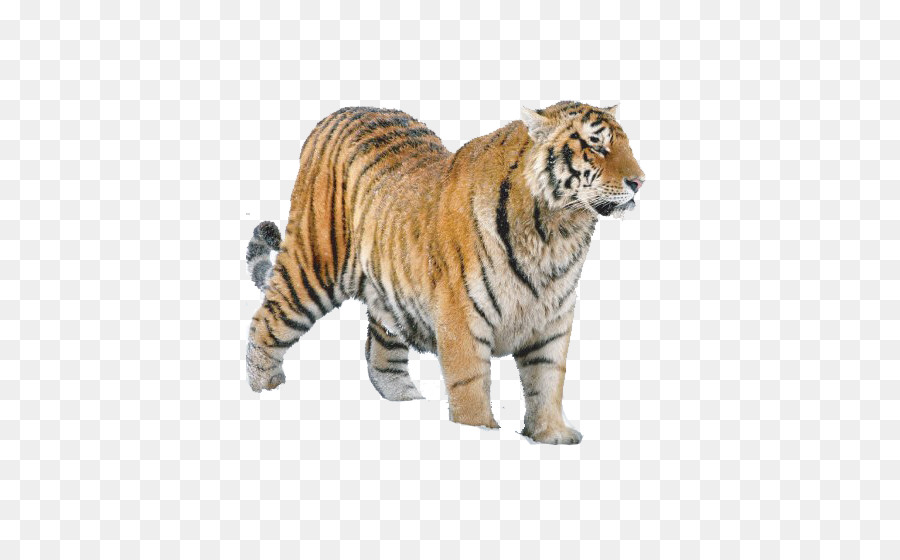 Siberian Tiger，Leão PNG