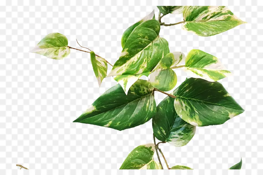 Folhas Verdes，Filial PNG