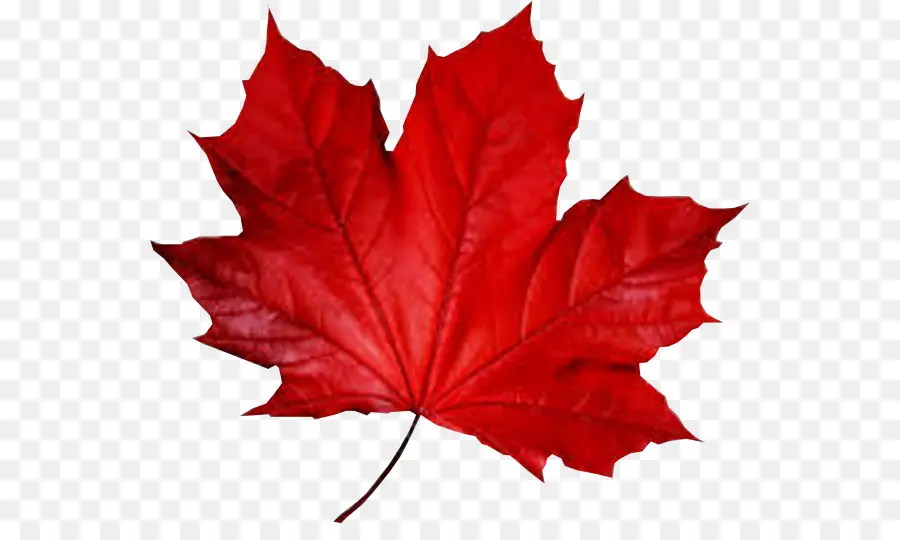 Maple Leaf，Smule PNG