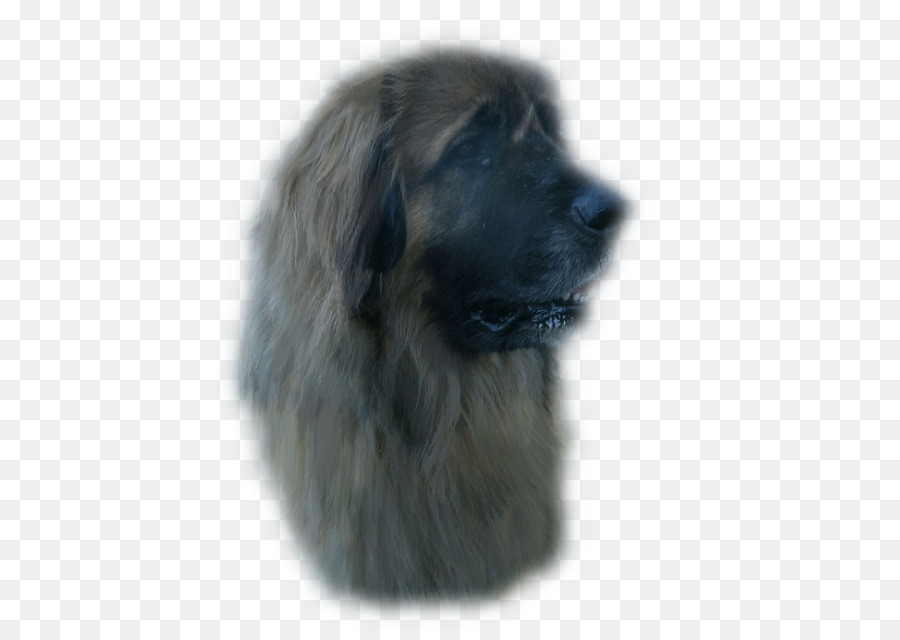 Estrela Mountain Dog，Sarplaninac PNG