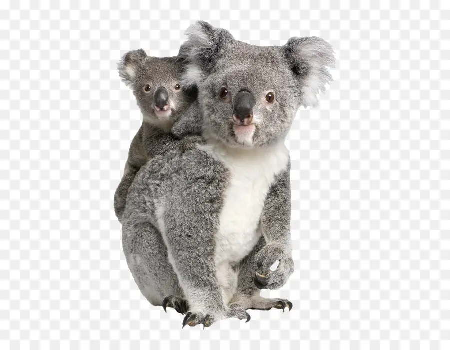 Koala，Billabong Zoo PNG
