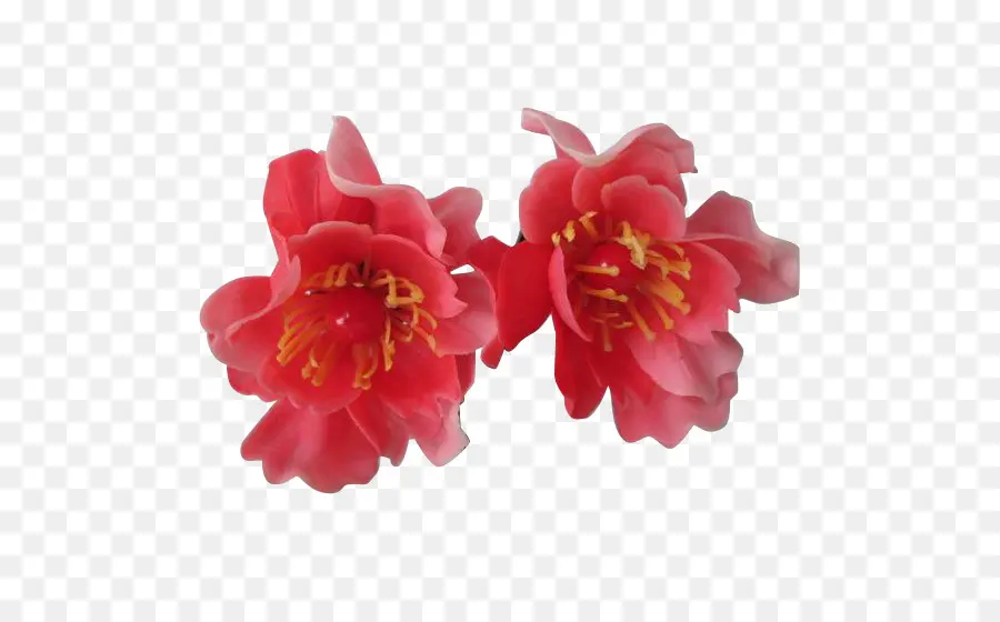 Flores，Florescer PNG