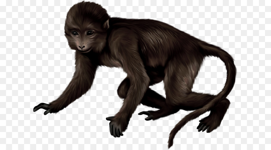 Macaco，Primata PNG