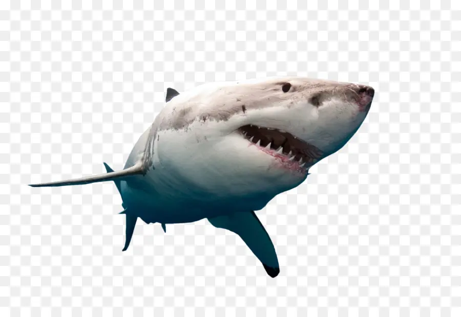 Grande Tubarão Branco，Bull Shark PNG