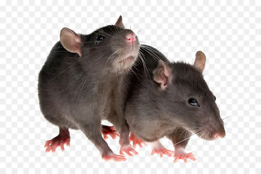 Roedores，Mouse PNG