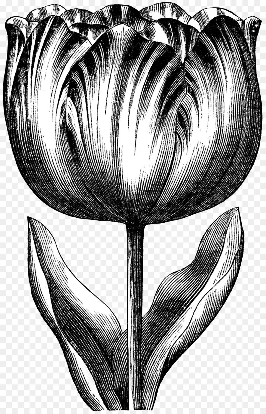 Tulipa，Plantar PNG