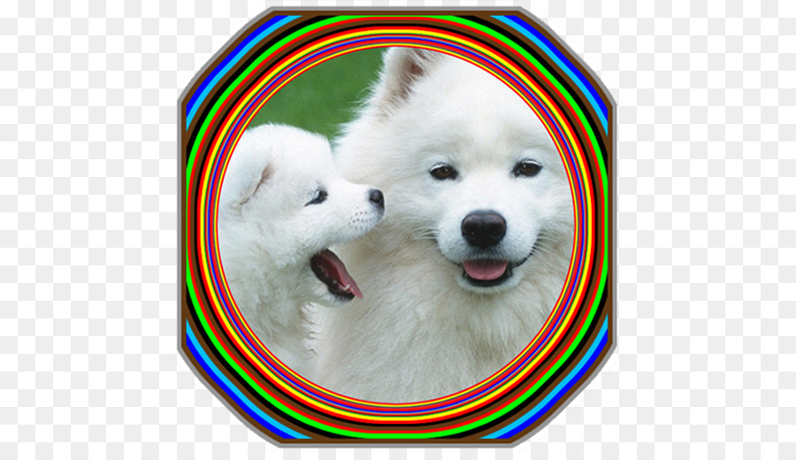 Filhote De Cachorro，Samoyed Cão PNG