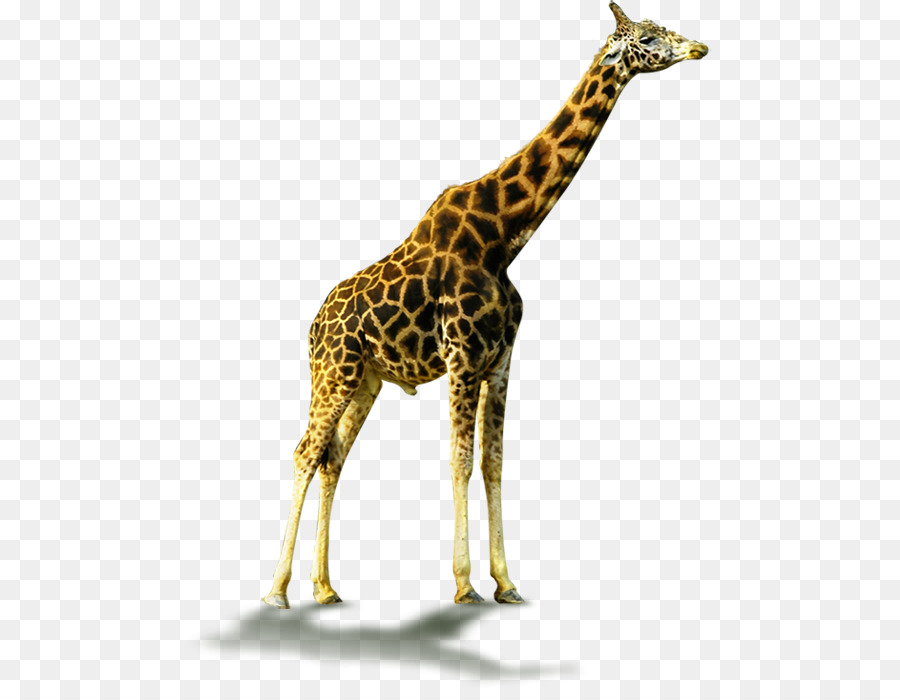 Girafa，Animais Selvagens PNG