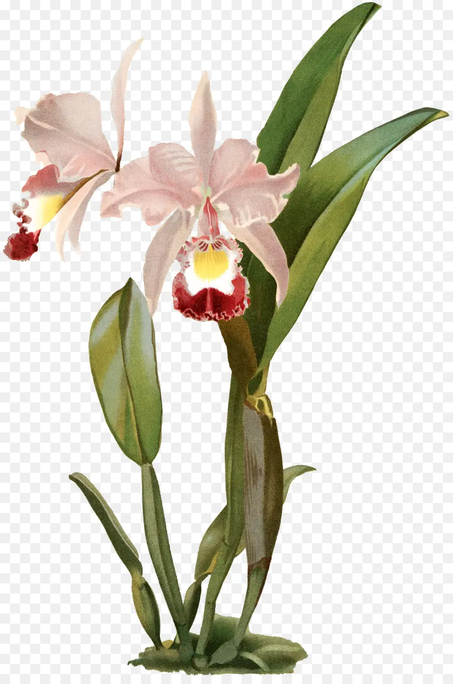 Vermelho Cattleya，Natal Orquídea PNG