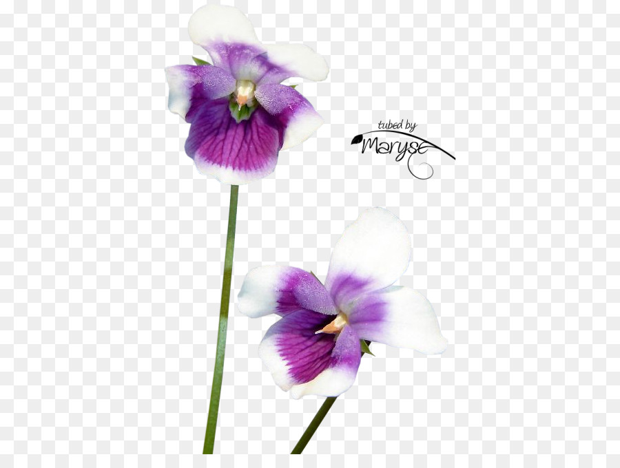 Flor，Newton Fios País PNG