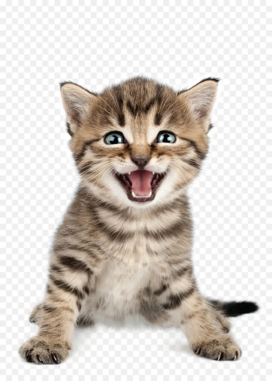 Gatinho，Bonitinho PNG