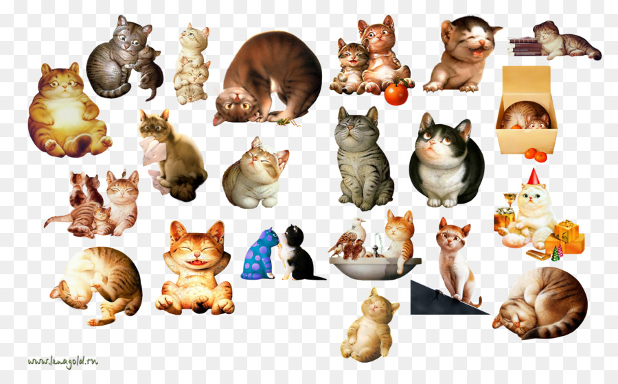 Gatos，Bonitinho PNG