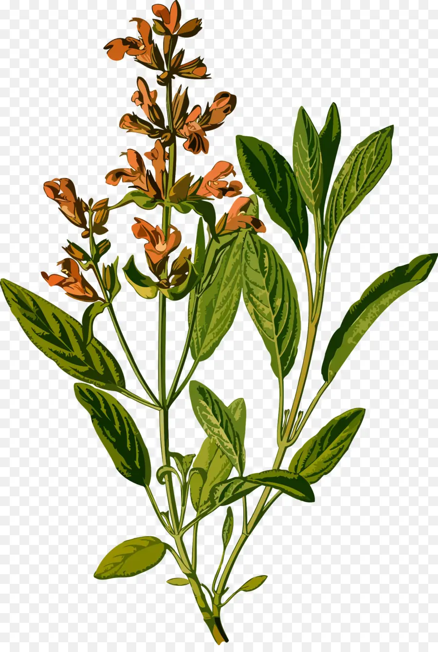 Comum Sage，Botânico Ilustração PNG