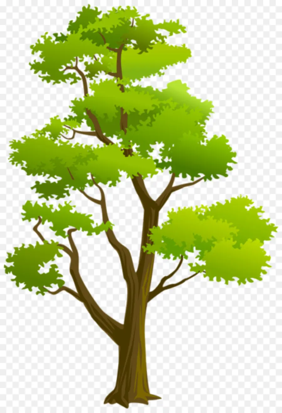 árvore De Fruto 40，Desenho PNG