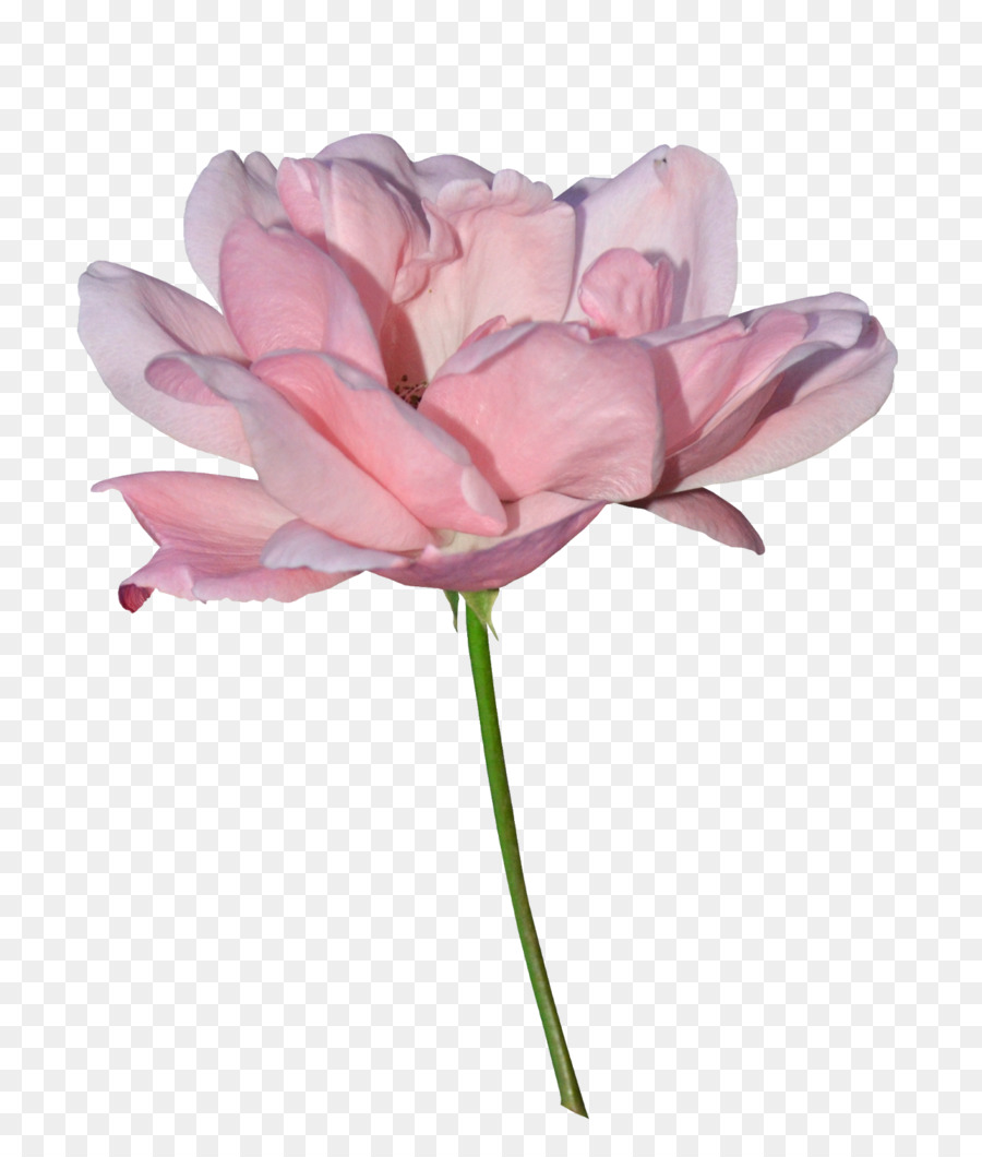 Flor Rosa，Flor PNG