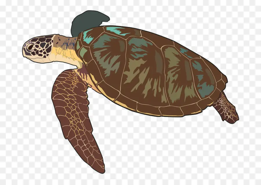 Tartaruga Cabeçuda，Turtle PNG