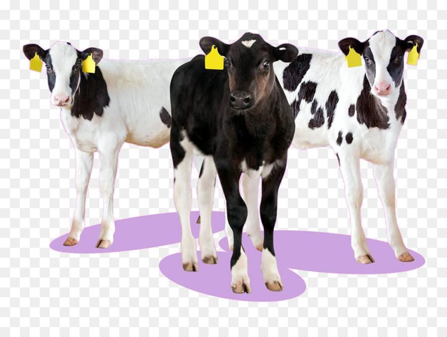 Vacas，Pecuária PNG