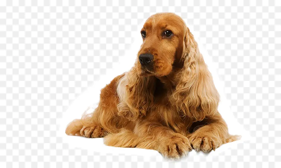 Cocker Spaniel Inglês，Cocker Spaniel PNG