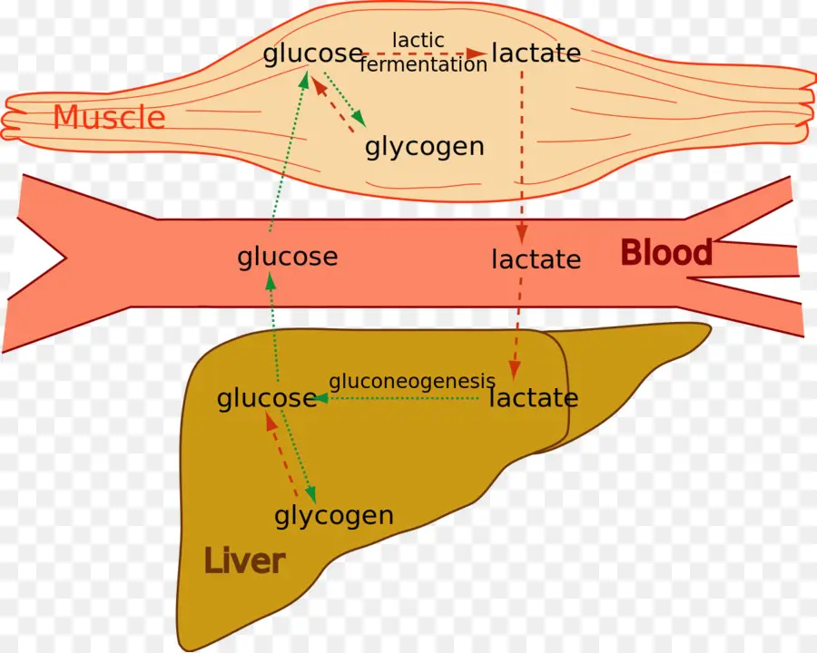 O ácido Láctico，O Ciclo De Cori PNG