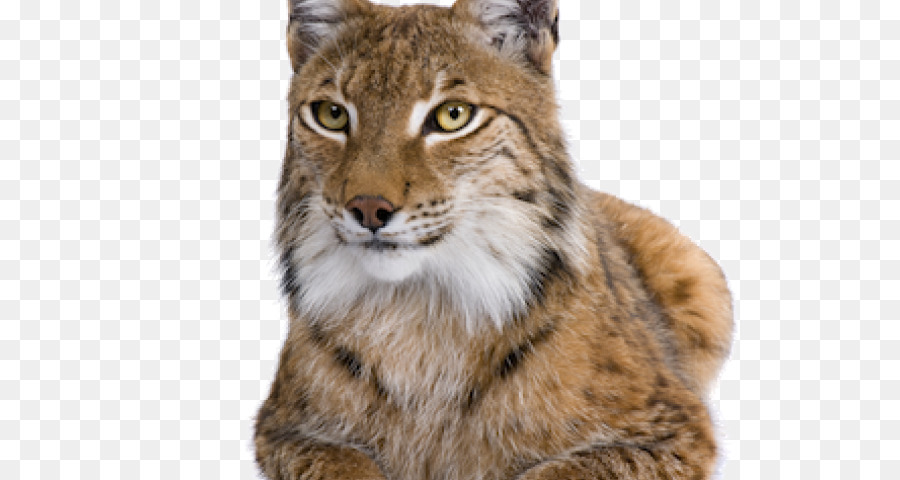 Linces，Gato PNG