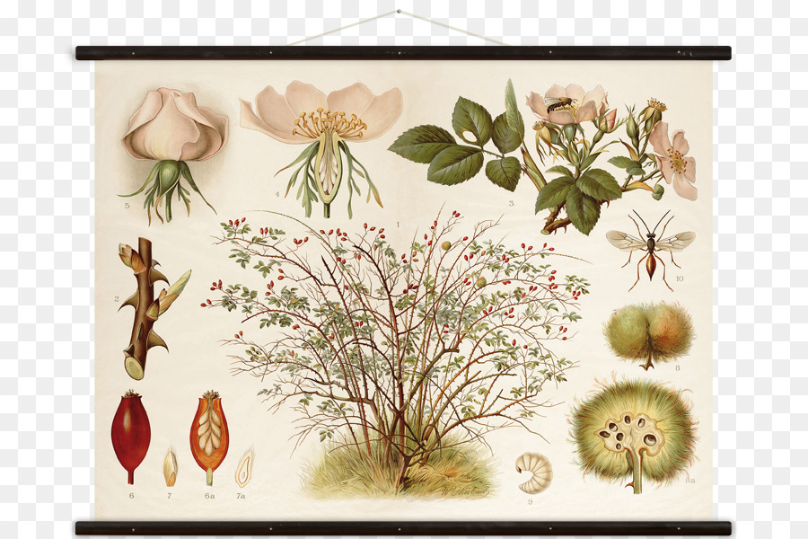 Ilustração Botânica，Plantas PNG