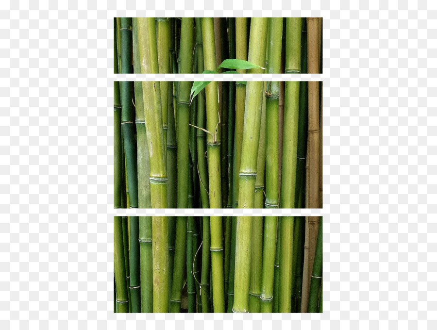 Bambu，Plantas PNG