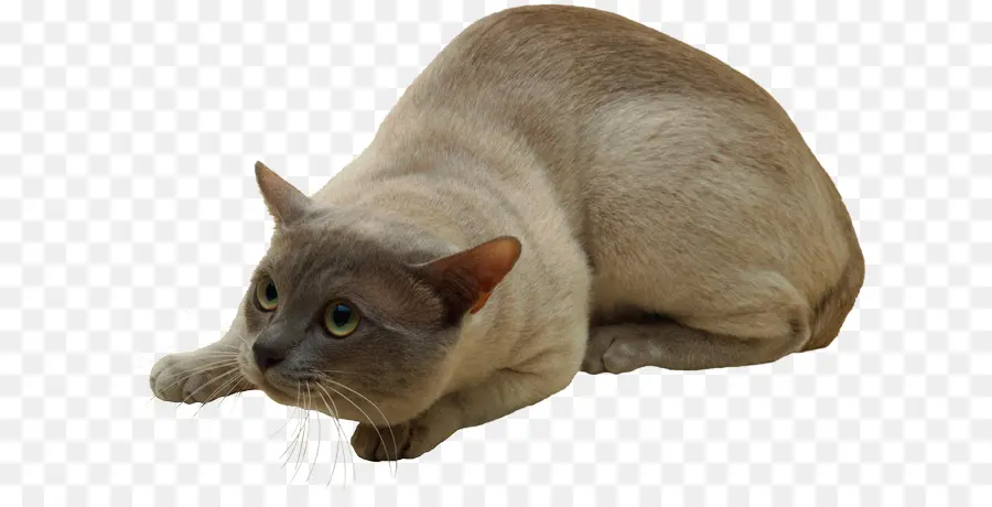 Gato，Bicho De Estimação PNG