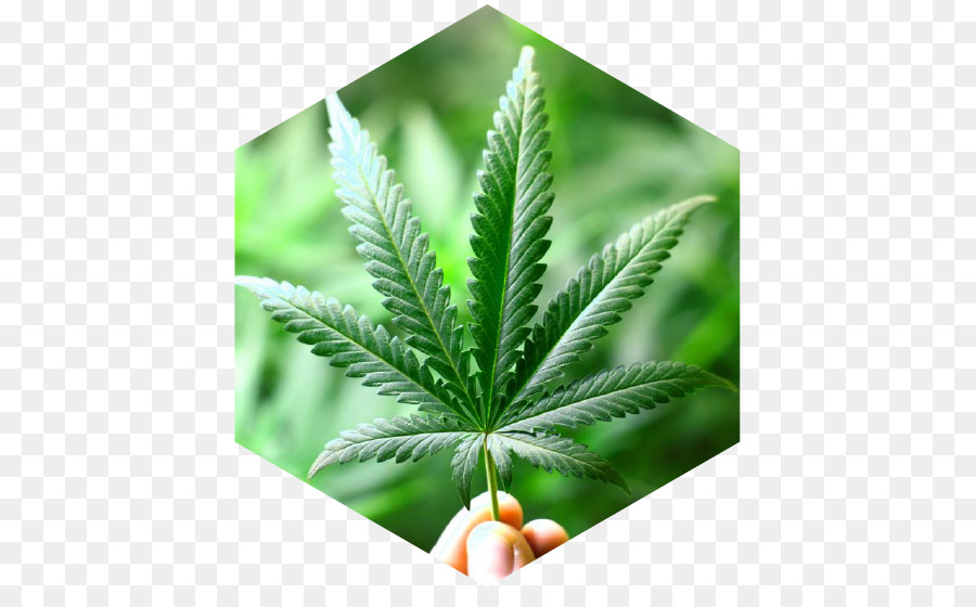 Cannabis，Cannabis Medicinal PNG