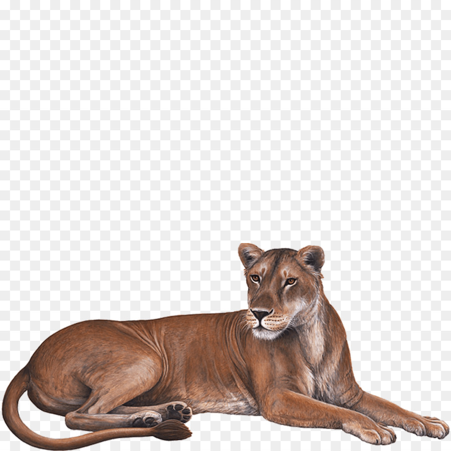 Leão，Gato Grande PNG