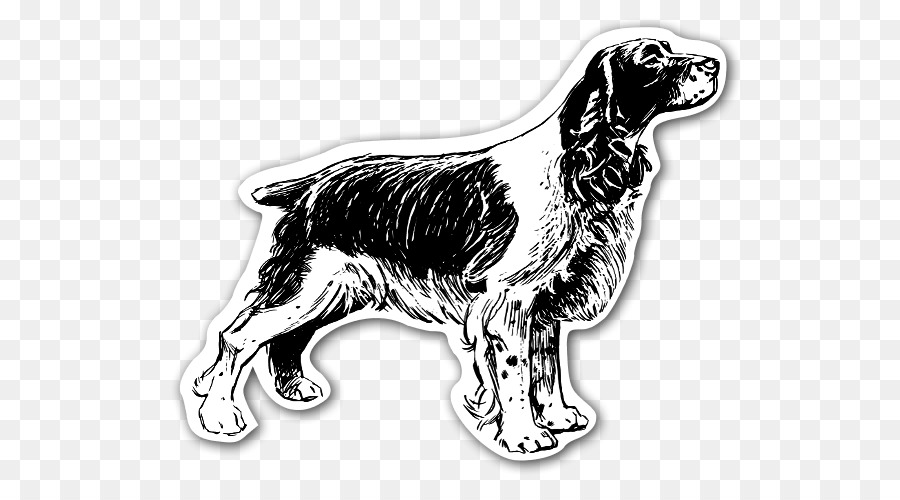 Springer Spaniel Inglês，Cocker Spaniel Inglês PNG