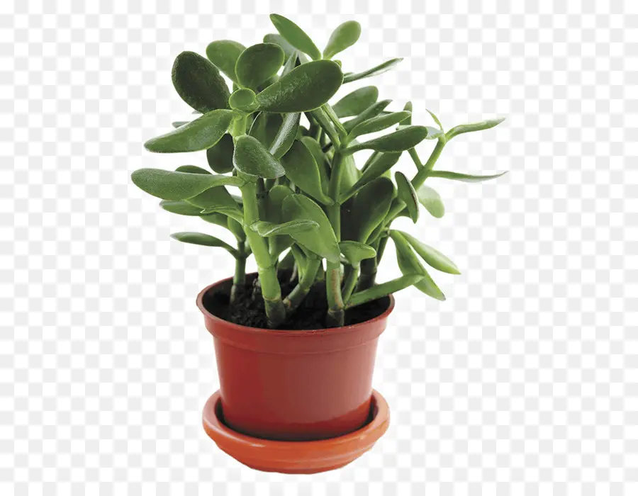 Cactus E Suculentas，Plantas De Interior PNG