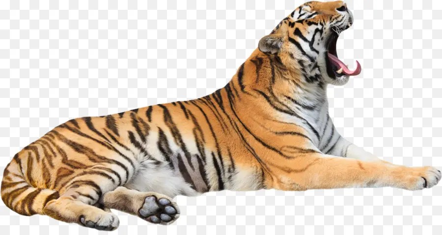 Tigre，Gato Grande PNG