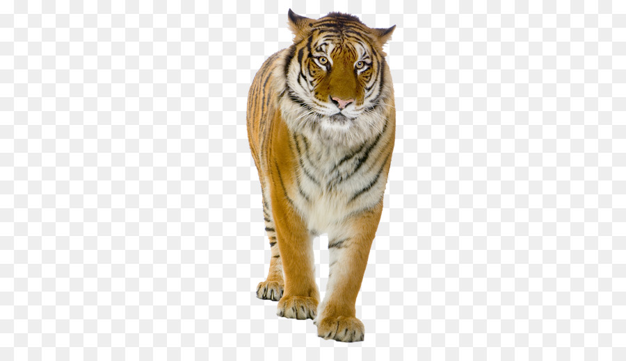 Tigre Branco，Tigre PNG