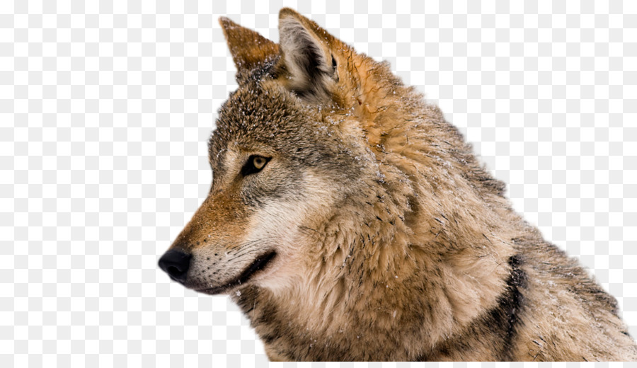 Coyote，Eurásia Lobo PNG